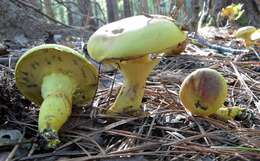 Image of Pulveroboletus