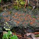 Image of brown shingle lichens