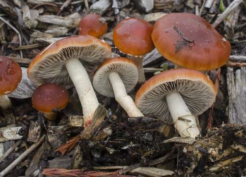 Image of Leratiomyces