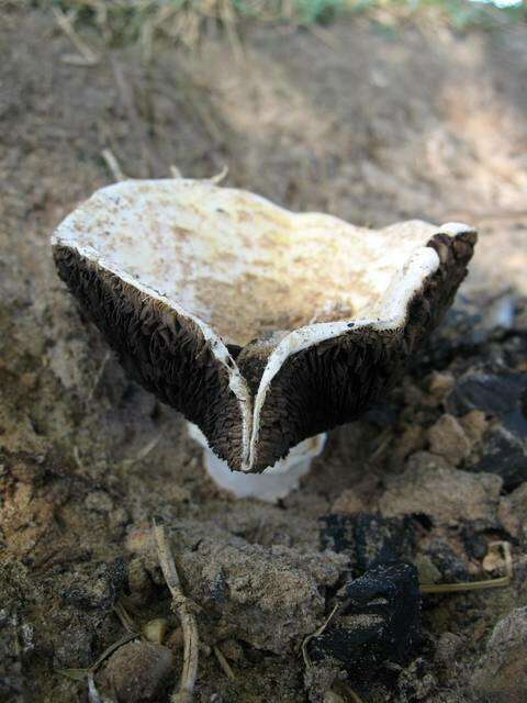 Sivun Agaricus subrufescens Peck 1894 kuva