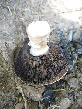 Image de Agaric rubicond