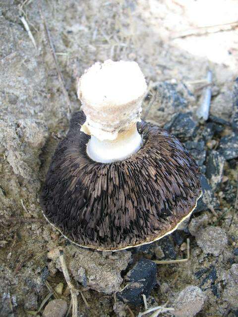 Sivun Agaricus subrufescens Peck 1894 kuva