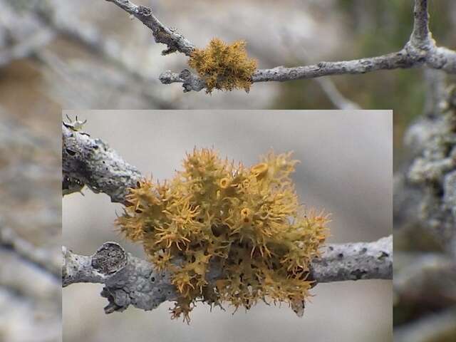 Image of teloschistes lichen