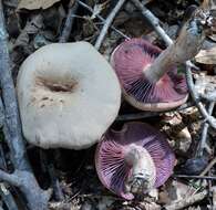 Image of Laccaria ochropurpurea (Berk.) Peck 1897