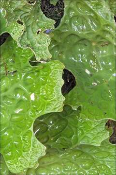 Image of lung lichen