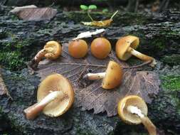 Image of Galerina