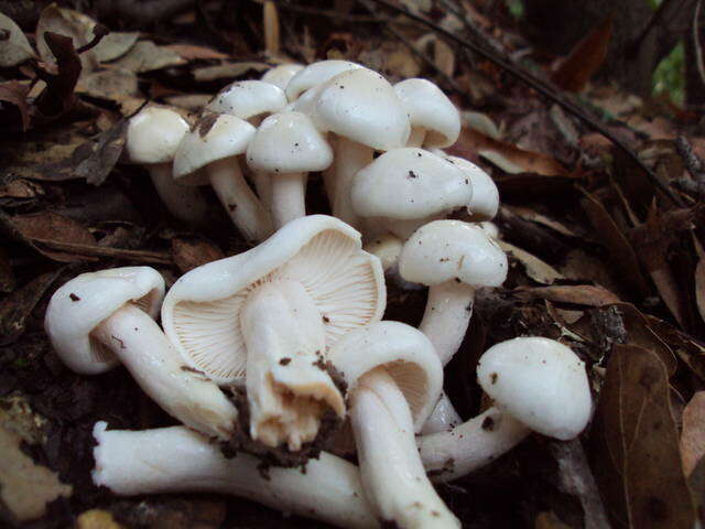 Image of Hygrophorus