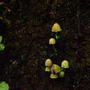 Image of <i>Mycena luxarbolicola</i>