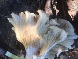 Image of Pleurotus