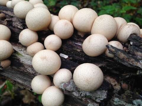 Image de Lycoperdon