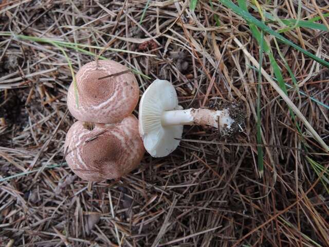 Image of Lepiota