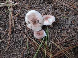 Image of Lepiota