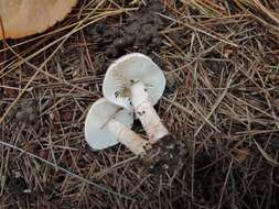 Image of Lepiota