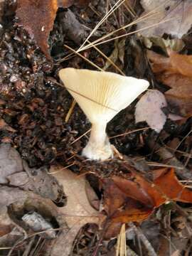 Image de Ampulloclitocybe