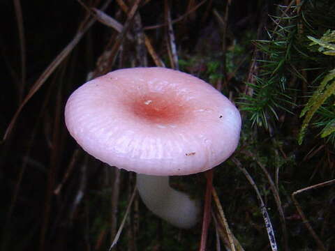 Image of Russula betularum Hora 1960