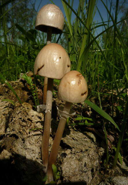 Image de Panaeolus