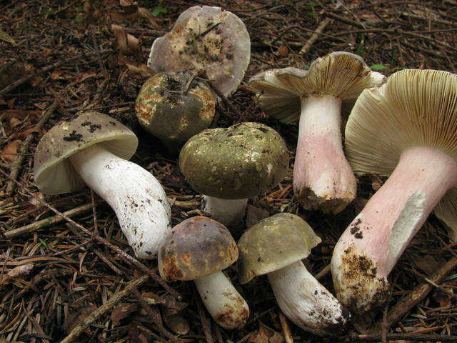 Image of Russula olivacea (Schaeff.) Fr. 1838