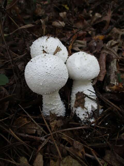 Image of <i>Amanita polypyramis</i>