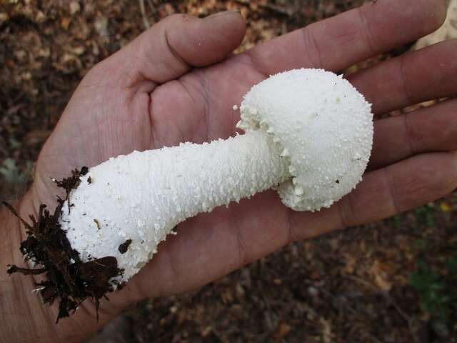 Image of <i>Amanita polypyramis</i>