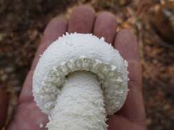 Image of <i>Amanita polypyramis</i>