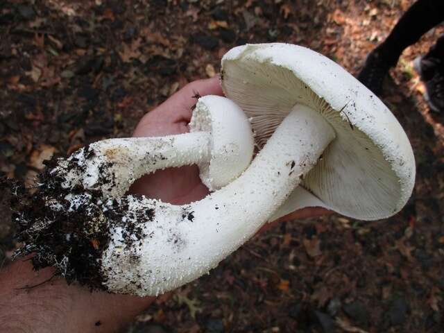 Image of <i>Amanita polypyramis</i>