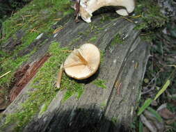 Image of Entoloma formosum (Fr.) Noordel. 1985