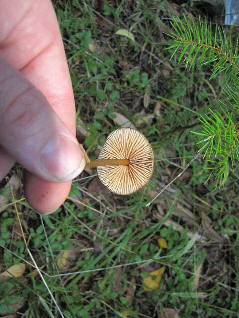 Image of Entoloma formosum (Fr.) Noordel. 1985