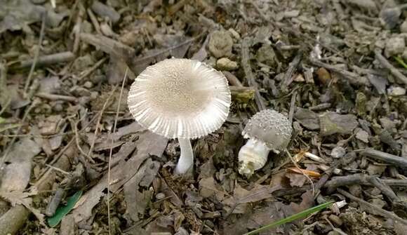 Imagem de Amanita farinosa Schwein. 1822