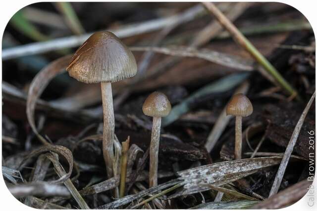 Plancia ëd Psilocybe semilanceata (Fr.) P. Kumm. 1871