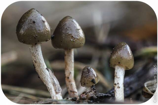 Plancia ëd Psilocybe semilanceata (Fr.) P. Kumm. 1871