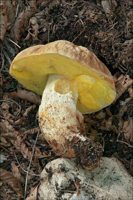 Image of Hemileccinum