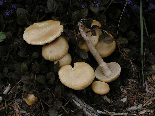 Image de Agrocybe