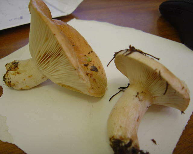 صورة Lactarius musteus Fr. 1838