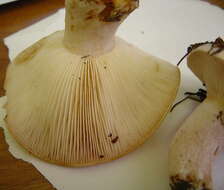 صورة Lactarius musteus Fr. 1838