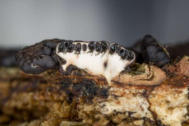 Image of Xylaria frustulosa (Berk. & M. A. Curtis) Cooke 1883