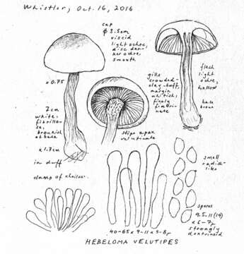 Image of Poisonpies
