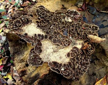 Image of Trametes