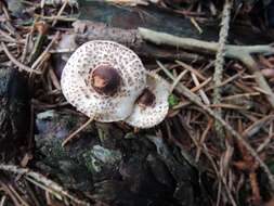 Image of Lepiota