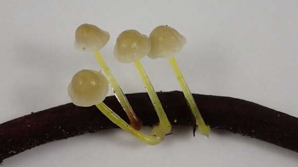 Image of Mycena