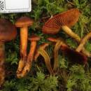 Image of Cortinarius aurantiobasis Ammirati & A. H. Sm. 1977