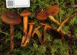 Слика од Cortinarius aurantiobasis Ammirati & A. H. Sm. 1977