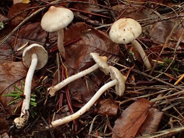 Inocybe resmi