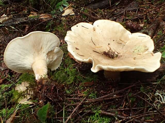 Image of Leucopaxillus