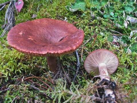 Image of Milk Cap Mushrooms