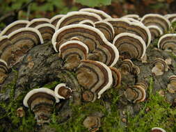 Image of Trametes