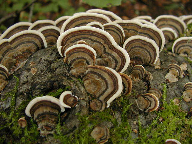 Image of Trametes