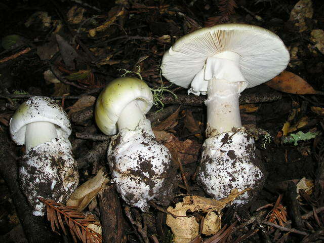 Image of Amanita