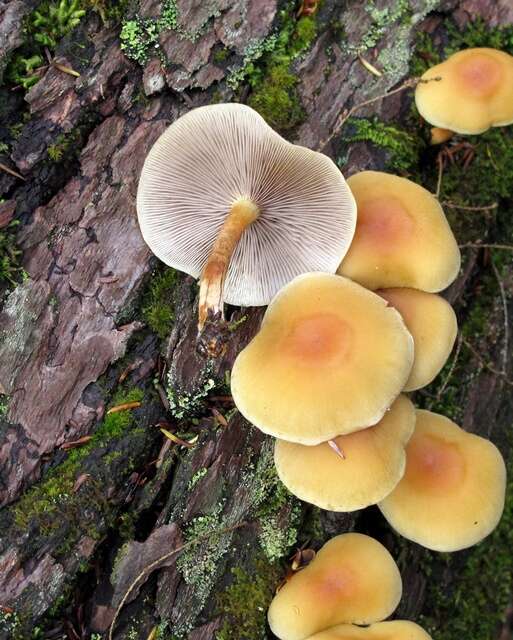 Image of Hypholoma