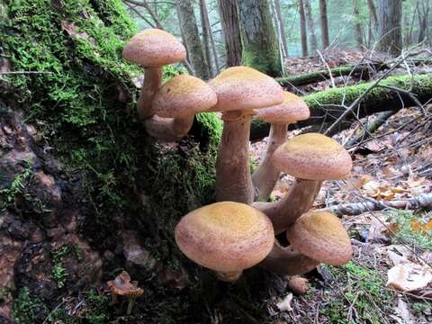 Image of Armillaria solidipes Peck 1900