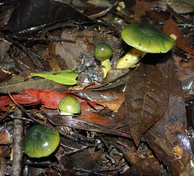 Image of Cortinarius austrovenetus Cleland 1928